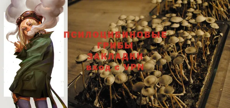 Псилоцибиновые грибы Psilocybe  закладка  Берёзовский 